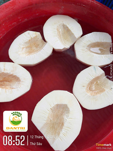Fruits de pain congelés en morceaux 500g en sac PE, IQF, provenant de l'usine du Vietnam, fabricant exportateur en gros - Product Image 6
