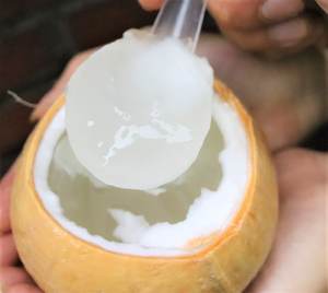 Gelatina de Coco Premium de Vietnam – Fresca, Dulce y Masticable, Delicioso Ingrediente para Postres // Mr.Tom - Product Image 1