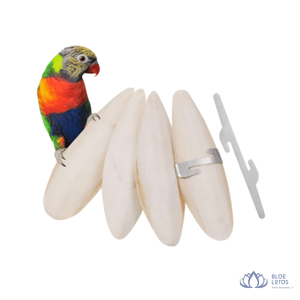 [BEST SELLER] |   Os de seiche séchés, différentes tailles, haute qualité, riches en calcium, friandise pour oiseaux, provenance Vietnam - Product Image 1