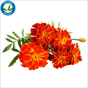 Fournisseur en gros d'huile essentielle de Tagetes Acheteurs en gros de haute qualité pour l'acheteur Huiles aromatiques à des prix raisonnables Exportateur pur - Product Image 2