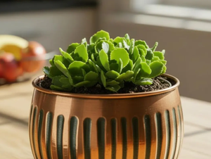 Macetas Modernas de Hierro Forjado a Mano con Textura, de Cobre Premium, para Decoración de Interiores y Proyectos de Jardinería, Venta al Por Mayor desde India - Product Image 5