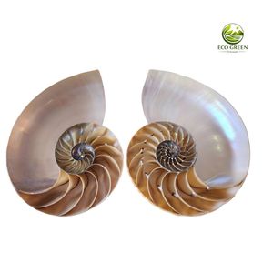 Concha de Nautilus Natural, Espiral Marina, Decoración de Lujo, Espécimen Coleccionable, Concha de Nautilus de Alta Gama, Regalo para Coleccionistas - Product Image 2