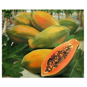 Papaye fraîche de qualité supérieure pour l'exportation / Papaye fraîche - Product Image 3