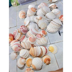Conchas de Vieira Naturales Pulimentadas Ecológicas al por Mayor, Conchas Marinas Reales para Manualidades, Joyería, Decoración con Temática de Playa, Decoración de Mesa de Boda - Product Image 3