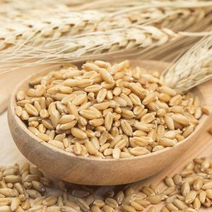 Suministro a granel de cebada para alimentación animal, producida a partir de cultivos con estándares de molienda limpios y empaques flexibles para compradores importadores. - Product Image 3