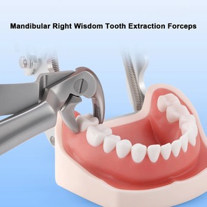 1 Unidad de Pinza de Extracción de Dientes de Sabiduría (Molars Superiores e Inferiores) de Acero Inoxidable, Instrumento Quirúrgico Dental con Diseño Ergonómico Moleteado - Product Image 3