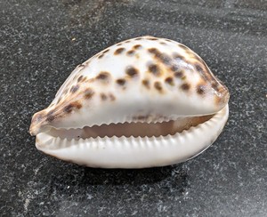 เปลือกหอยคละสีสำหรับงานฝีมือและการทำเครื่องประดับ - Product Image 5