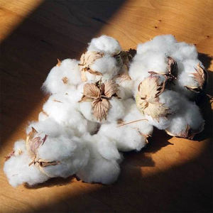 Coton brut blanchi 100 % biologique de haute qualité pour la filature, le tissage et le rembourrage – Respirant et écologique – Quantité disponible - Product Image 1