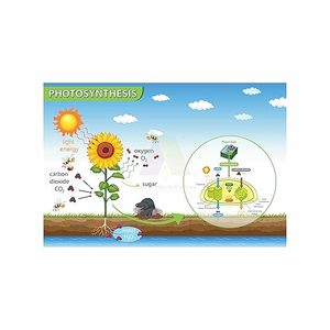 Anne Print Solutions® Photosynthesis <b>Poster</b> (Without Frame) For Hospital <b>Posters</b> | Nursing Home <b>Posters</b> Clinic <b>Posters</b> Pack Of 1 - Product Image 1
