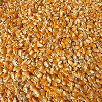 Ngô vàng khô không dính chất lượng cao dùng làm bột, chế biến đồ ăn vặt, giá xuất xưởng