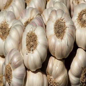 Ajo Blanco Puro 100% Orgánico, Pelado, Fresco y Dulce, de Alta Calidad, Precio al por Mayor, para Uso Alimentario - Product Image 6