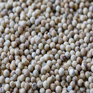 Pimienta Blanca India Natural de Primera Calidad, Nueva Temporada, Grano Entero, a Granel, para Aplicaciones de Procesamiento de Alimentos, Internacional 24 - Product Image 3