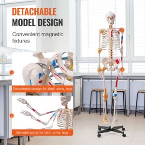 Modelo de Esqueleto Humano de PVC de Tamaño Real (71.65 Pulgadas) para Anatomía, con Brazos y Piernas Móviles, para Uso Escolar - Product Image 4
