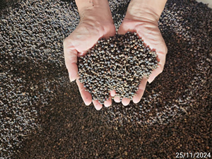Pimienta Negra Vietnamita Premium 550g/l Grado ASTA, Especias Secas de Alta Calidad, Aroma Intenso, Estándar de Exportación para Procesamiento de Alimentos - Product Image 3