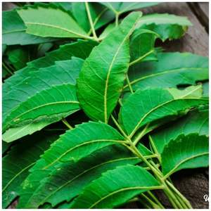 Feuilles de neem fraîches de qualité supérieure Produit agricole - Product Image 3