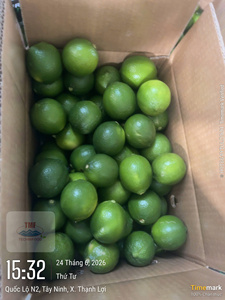 มะนาวเขียวเข้มไร้เมล็ดพรีเมียมสดจากเวียดนาม (4.5 กก.) สำหรับทำอาหารและเครื่องดื่ม SHC TECHMIFOOD ลองอัน - Product Image 2