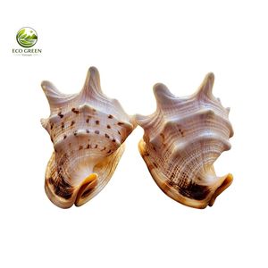 Coquille de mer rouge premium, véritable coquille naturelle décorative pour la décoration de maison en bord de mer, mariage et cadeau souvenir - Product Image 6