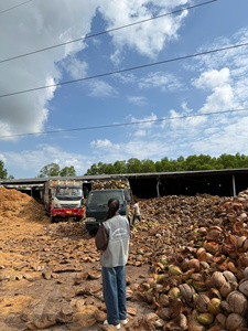 Venta al por mayor de pellets de fibra de coco premium para retención de humedad y crecimiento rápido de raíces. Envío rápido. Directo de fábrica. - Product Image 5