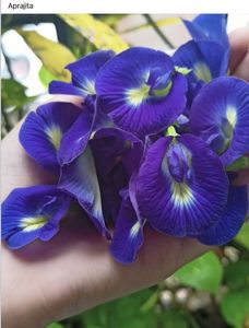 EXPAD Standard Bulk Dried Butterfly Pea Flowers Natural Blue Petals Flavored Herbal <b>Tea</b> 100% Natural <b>Slimming</b> Beverage Vietnam - Product Image 1