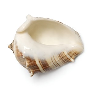Conchas marinas naturales para decoración de bodas en casa, conchas de mar para acuarios de agua salada - Product Image 3