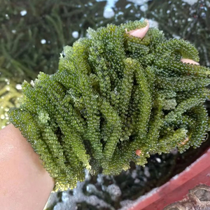 Sea Grape Fresh Marine Seaweed For Salad Sushi And Restaurant Use Vietnam Origin Bulk Packaging - Product Image 1