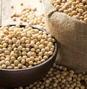 Soja Entera Orgánica |   Soja No Transgénica Rica en Proteínas en Venta - Product Image 4