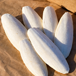 Vente en gros d'os de seiche naturel - Os de calmar FABRIQUÉ AU VIETNAM // Mme Alina - Product Image 5