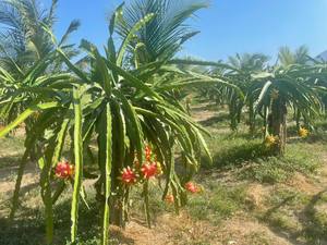 Fruit du dragon frais, goût sucré, origine vietnamienne, qualité d'exportation - Product Image 6