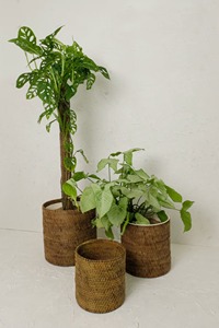 Macetero Grande de Ratán para Jardines, Entradas, Cafeterías, Interiores y Exteriores, Decoración Boho para el Hogar, Macetero Rústico y Estilo Farmhouse de la India - Product Image 3