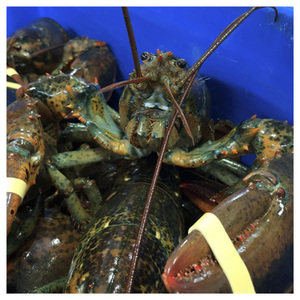 Frozen <b>Lobster</b> / Live <b>lobster</b> High Quality Export - Product Image 6