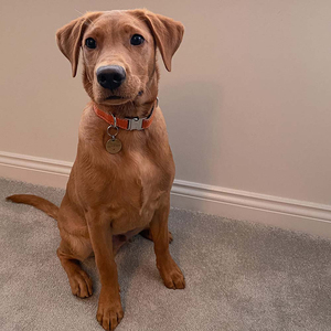 Classic Design Grain Leather Pet Collars Private Labels Acceptable Adjustable Buckle Style <b>Dogs</b> Leather Collar In Low MOQ - Product Image 5