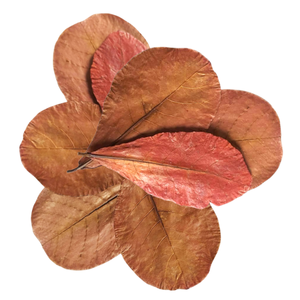 Hojas de Catappa Indias Secas Naturales para Acuarios, de Plástico, 21-25 cm / 8.26-9.8 Pulgadas, Paquete de 12 para Dueños de Mascotas - Product Image 1