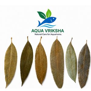 Hojas de Mango Secas Naturales Aqua Vriksha para Acuarios, Peceras de Betta, Peceras de Camarones y Acuapaisajismo | 11-18 cm | Paquete de 15 - Product Image 2