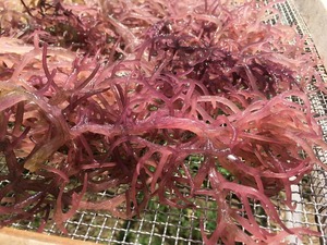 Alga Marina Seca Premium Eucheuma Cottonii Precio de Fábrica y Musgo Marino Morado Crudo Seco en Bolsas de 25 kg - Product Image 1