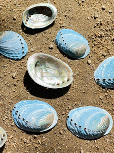 เปลือกหอยเป๋าฮื้อจากนิวซีแลนด์ ขัดเงาและไม่ขัดเงา ขนาด 11-15 ซม. ขายส่ง - Product Image 5