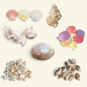 Conchas de Caracol Naturales al por Mayor, 10-13cm, Pulimentadas, para Manualidades, Hechas en Vietnam, Embalaje Seguro, Exportación de Conchas - Product Image 1