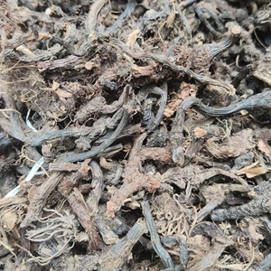 Polvo de Nagarmotha (Cyperus Scariosus) de Alta Calidad, Color Marrón Claro, Secado al Sol Natural, Medicina Herbal, Uso Ayurvédico, de Rajasthan - Product Image 5
