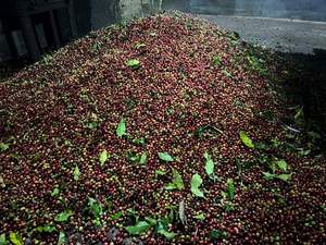 Granos de café tostados de Arábica vietnamita de alta calidad Café crudo de sabor neutro Precio competitivo Bolsa de disponibilidad de etiqueta privada - Product Image 6