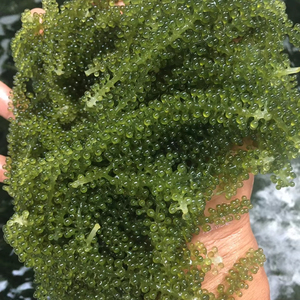 Sea Grape Fresh Seaweed Caulerpa Lentillifera For Salad Topping And Japanese Cuisine Vietnam Export Product - Product Image 1