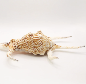 Concha de Araña de Grado Coleccionista de Vietnam, Concha Marina para Adorno de Acuario, Manualidades Costeras, Decoración y Exhibición - Product Image 3
