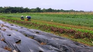 Vinaigre de bois naturel Acide pyrolignéux Liquide Conditionneur de sol à base de fumée Répulsif contre les insectes et les maladies fongiques Produit agricole - Product Image 4