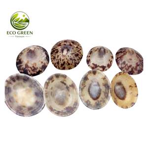 Conchas de Limpet Verdes Naturales con Patrones de Montañas Marinas para Manualidades de Playa, Decoración del Hogar, Limpets Acuáticos Pequeños a Grandes al por Mayor - Product Image 4