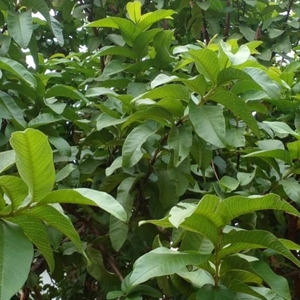 Hojas de Guayaba Premium, Amrud Patta, Psidium Guajava, Hojas de Té de Hierbas Secas al Sol Naturales, Proveedor Mayorista de Exportación de Rajasthan - Product Image 3