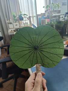 Abanico de mano para mujer, abanico chino japonés vintage con hoja de loto - Ideal para sesiones fotográficas, iglesia, festivales, baile y regalos - Product Image 2