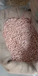 Semillas Comestibles de Maní (Arachis Hypogaea) con Alto Contenido de Aceite, Legumbre Anual Autopolinizable de la India - OJISHTHA INDUSTRIES - Product Image 3