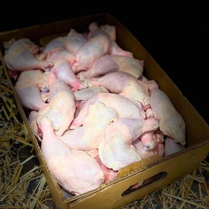 Muslo de Pollo Halal Congelado, Cuarto de Muslo de Pollo Congelado de la Mejor Calidad - Product Image 1