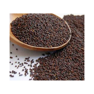 Graines de moutarde noire entières séchées, épice brute, qualité alimentaire naturelle, herbe unique, forme ronde, haute qualité, fournisseur en vrac pour l'exportation - Product Image 3