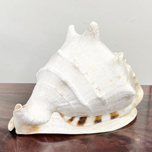Conchas marinas reales del océano coleccionables casco de Reina con cuernos grandes conchas cuernos cornuta conchas - Product Image 1