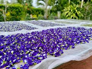Flores de Mariposa Secas de Grado Premium, Pétalos Azules Naturales para la Creación de Bebidas, Procesamiento de Té, Venta al por Mayor a Granel, Suministro de Vietnam - Product Image 4