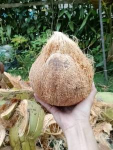 มะพร้าวปอกเปลือกพรีเมียม |   มะพร้าวสดพร้อมดื่ม |   ผู้ส่งออกมะพร้าวเวียดนาม |   ขายส่งสินค้า - Product Image 2